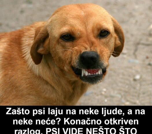 Zašto psi laju na neke ljude, a na neke neće? Konačno otkriven razlog, PSI VIDE NEŠTO ŠTO LJUDI NE MOGU Zašto psi laju na neke ljude, a na neke neće? Konačno otkriven razlog, PSI VIDE NEŠTO ŠTO LJUDI NE MOGU