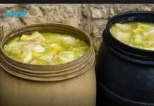 Zašto se glavice kupusa ne kisele nakon što ih stavite u bure? Ovo je razlog Zašto se glavice kupusa ne kisele nakon što ih stavite u bure? Ovo je razlog