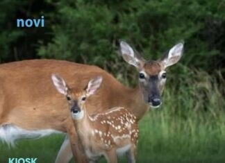 Znate li kako se zove mladunče košute: Nije lane Znate li kako se zove mladunče košute: Nije lane