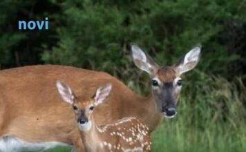Znate li kako se zove mladunče košute: Nije lane Znate li kako se zove mladunče košute: Nije lane