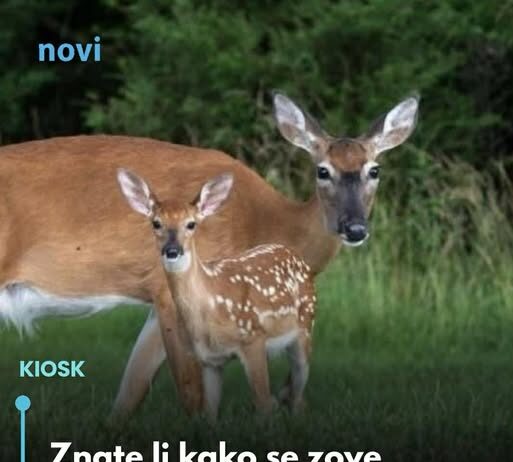 Znate li kako se zove mladunče košute: Nije lane Znate li kako se zove mladunče košute: Nije lane