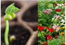 16 vrsta cveća koje se seje u januaru i ferbruaru: U proleće nećete moći da prepoznate svoje dvorište 16 vrsta cveća koje se seje u januaru i ferbruaru: U proleće nećete moći da prepoznate svoje dvorište