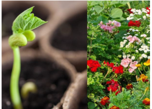 16 vrsta cveća koje se seje u januaru i ferbruaru: U proleće nećete moći da prepoznate svoje dvorište 16 vrsta cveća koje se seje u januaru i ferbruaru: U proleće nećete moći da prepoznate svoje dvorište