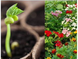 16 vrsta cveća koje se seje u januaru i ferbruaru: U proleće nećete moći da prepoznate svoje dvorište 16 vrsta cveća koje se seje u januaru i ferbruaru: U proleće nećete moći da prepoznate svoje dvorište