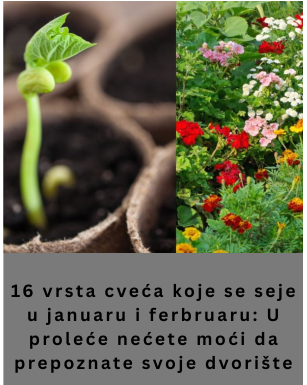 16 vrsta cveća koje se seje u januaru i ferbruaru: U proleće nećete moći da prepoznate svoje dvorište 16 vrsta cveća koje se seje u januaru i ferbruaru: U proleće nećete moći da prepoznate svoje dvorište
