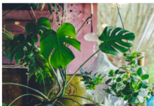 6 grešaka zbog kojih sobne biljke brzo uvenu: Zalivanje je na prvom mestu 6 grešaka zbog kojih sobne biljke brzo uvenu: Zalivanje je na prvom mestu