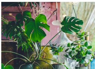 6 grešaka zbog kojih sobne biljke brzo uvenu: Zalivanje je na prvom mestu 6 grešaka zbog kojih sobne biljke brzo uvenu: Zalivanje je na prvom mestu