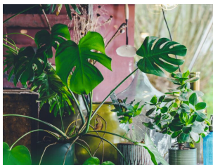 6 grešaka zbog kojih sobne biljke brzo uvenu: Zalivanje je na prvom mestu 6 grešaka zbog kojih sobne biljke brzo uvenu: Zalivanje je na prvom mestu