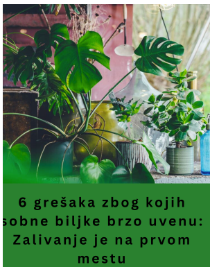 6 grešaka zbog kojih sobne biljke brzo uvenu: Zalivanje je na prvom mestu 6 grešaka zbog kojih sobne biljke brzo uvenu: Zalivanje je na prvom mestu