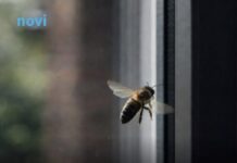 Ako vam se pčela zadržava oko kuće to nikako nije slučajno: Evo šta to govori o vašem domu Ako vam se pčela zadržava oko kuće to nikako nije slučajno: Evo šta to govori o vašem domu