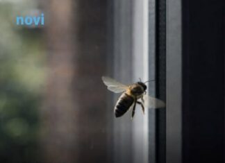 Ako vam se pčela zadržava oko kuće to nikako nije slučajno: Evo šta to govori o vašem domu Ako vam se pčela zadržava oko kuće to nikako nije slučajno: Evo šta to govori o vašem domu