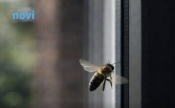 Ako vam se pčela zadržava oko kuće to nikako nije slučajno: Evo šta to govori o vašem domu Ako vam se pčela zadržava oko kuće to nikako nije slučajno: Evo šta to govori o vašem domu