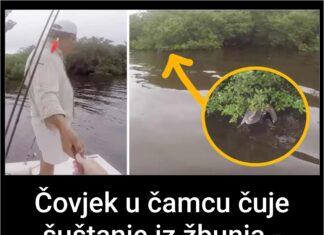 Čovjek u čamcu čuje šuštanje iz žbunja – uključuje kameru i prilazi bliže Čovjek u čamcu čuje šuštanje iz žbunja – uključuje kameru i prilazi bliže