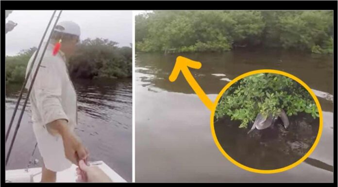 Čovjek u čamcu čuje šuštanje iz žbunja – uključuje kameru i prilazi bliže Čovjek u čamcu čuje šuštanje iz žbunja – uključuje kameru i prilazi bliže