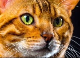 DOKAZANO: Osobe koje imaju mačku u kući su sretnije DOKAZANO: Osobe koje imaju mačku u kući su sretnije