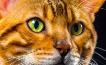 DOKAZANO: Osobe koje imaju mačku u kući su sretnije DOKAZANO: Osobe koje imaju mačku u kući su sretnije