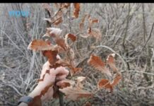 Evo kada se po pravilu ide po badnjak i zašto baš na taj dan Evo kada se po pravilu ide po badnjak i zašto baš na taj dan