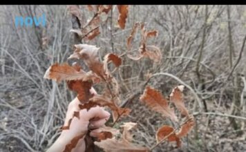 Evo kada se po pravilu ide po badnjak i zašto baš na taj dan Evo kada se po pravilu ide po badnjak i zašto baš na taj dan