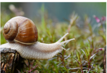 Imate probleme sa puževima u bašti kada stigne proljeće? EVO KAKO DA IH SE ZAUVIJEK RIJEŠITE: Stručnjaci otkrili TRIK, treba vam 1 stvar Imate probleme sa puževima u bašti kada stigne proljeće? EVO KAKO DA IH SE ZAUVIJEK RIJEŠITE: Stručnjaci otkrili TRIK, treba vam 1 stvar