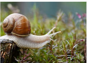 Imate probleme sa puževima u bašti kada stigne proljeće? EVO KAKO DA IH SE ZAUVIJEK RIJEŠITE: Stručnjaci otkrili TRIK, treba vam 1 stvar Imate probleme sa puževima u bašti kada stigne proljeće? EVO KAKO DA IH SE ZAUVIJEK RIJEŠITE: Stručnjaci otkrili TRIK, treba vam 1 stvar