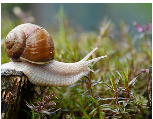 Imate probleme sa puževima u bašti kada stigne proljeće? EVO KAKO DA IH SE ZAUVIJEK RIJEŠITE: Stručnjaci otkrili TRIK, treba vam 1 stvar Imate probleme sa puževima u bašti kada stigne proljeće? EVO KAKO DA IH SE ZAUVIJEK RIJEŠITE: Stručnjaci otkrili TRIK, treba vam 1 stvar