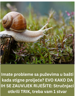 Imate probleme sa puževima u bašti kada stigne proljeće? EVO KAKO DA IH SE ZAUVIJEK RIJEŠITE: Stručnjaci otkrili TRIK, treba vam 1 stvar Imate probleme sa puževima u bašti kada stigne proljeće? EVO KAKO DA IH SE ZAUVIJEK RIJEŠITE: Stručnjaci otkrili TRIK, treba vam 1 stvar