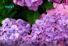 Koju hladnoću hortenzija podnosi? Ispod ove temperature treba je obavezno zaštititi Koju hladnoću hortenzija podnosi? Ispod ove temperature treba je obavezno zaštititi