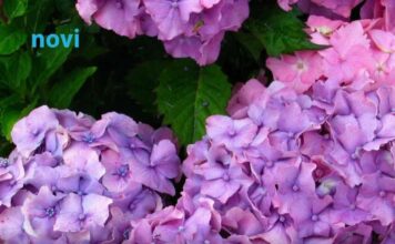 Koju hladnoću hortenzija podnosi? Ispod ove temperature treba je obavezno zaštititi Koju hladnoću hortenzija podnosi? Ispod ove temperature treba je obavezno zaštititi