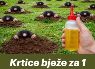 Krtice bježe za 1 minut! Prirodne metode Krtice bježe za 1 minut! Prirodne metode