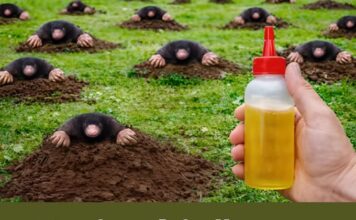 Krtice bježe za 1 minut! Prirodne metode Krtice bježe za 1 minut! Prirodne metode