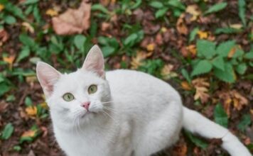 Mačke ne griješe kada su ljudi u pitanju: NIKADA NEĆE ZAVOLJETI OVAKVOGA ČOVJEKA Mačke ne griješe kada su ljudi u pitanju: NIKADA NEĆE ZAVOLJETI OVAKVOGA ČOVJEKA