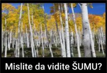 Mislite da vidite ŠUMU? Pogledajte bliže, ostaćete zapanjeni! Mislite da vidite ŠUMU? Pogledajte bliže, ostaćete zapanjeni!