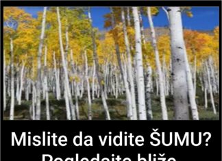 Mislite da vidite ŠUMU? Pogledajte bliže, ostaćete zapanjeni! Mislite da vidite ŠUMU? Pogledajte bliže, ostaćete zapanjeni!