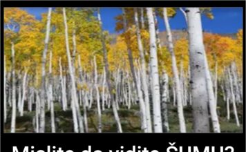 Mislite da vidite ŠUMU? Pogledajte bliže, ostaćete zapanjeni! Mislite da vidite ŠUMU? Pogledajte bliže, ostaćete zapanjeni!