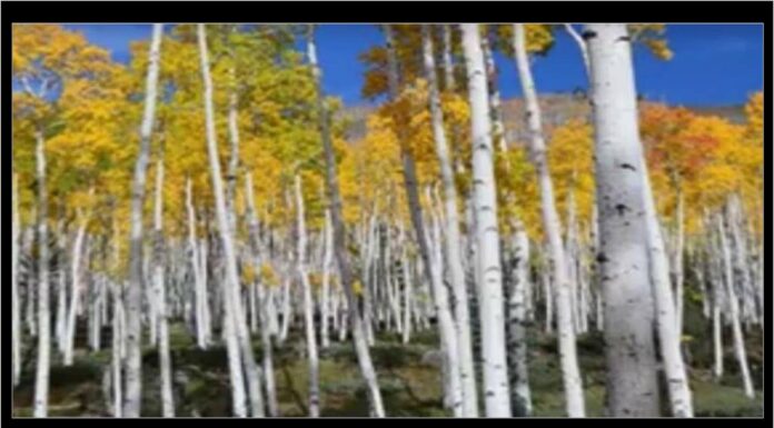 Mislite da vidite ŠUMU? Pogledajte bliže, ostaćete zapanjeni! Mislite da vidite ŠUMU? Pogledajte bliže, ostaćete zapanjeni!