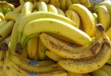 Nl SLUČAJN0 NE JEDlTE BANANE AK0 B0LUJETE 0D 0VE B0LESTl! Loše će uticati na vaše zdravlje Nl SLUČAJN0 NE JEDlTE BANANE AK0 B0LUJETE 0D 0VE B0LESTl! Loše će uticati na vaše zdravlje