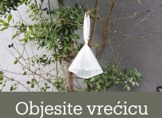 Objesite vrećicu vode na granu i NEĆETE vjerovati što se dogodi Objesite vrećicu vode na granu i NEĆETE vjerovati što se dogodi