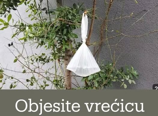 Objesite vrećicu vode na granu i NEĆETE vjerovati što se dogodi Objesite vrećicu vode na granu i NEĆETE vjerovati što se dogodi