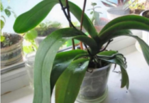 ORHIDEJE VAM NE CVJETAJU? Stavite samo 1 namirnicu u korijen i bujaće tokom cijele godine ORHIDEJE VAM NE CVJETAJU? Stavite samo 1 namirnicu u korijen i bujaće tokom cijele godine