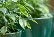 Ova klasična biljka je proglašena za broj 1 u 2026.: Pročišćava vazduh, smanjenje stres i ima je u svim bojama i oblicima – ako je već nemate, nabavite je odmah Ova klasična biljka je proglašena za broj 1 u 2026.: Pročišćava vazduh, smanjenje stres i ima je u svim bojama i oblicima - ako je već nemate, nabavite je odmah