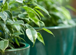 Ova klasična biljka je proglašena za broj 1 u 2026.: Pročišćava vazduh, smanjenje stres i ima je u svim bojama i oblicima – ako je već nemate, nabavite je odmah Ova klasična biljka je proglašena za broj 1 u 2026.: Pročišćava vazduh, smanjenje stres i ima je u svim bojama i oblicima - ako je već nemate, nabavite je odmah