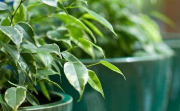 Ova klasična biljka je proglašena za broj 1 u 2026.: Pročišćava vazduh, smanjenje stres i ima je u svim bojama i oblicima – ako je već nemate, nabavite je odmah Ova klasična biljka je proglašena za broj 1 u 2026.: Pročišćava vazduh, smanjenje stres i ima je u svim bojama i oblicima - ako je već nemate, nabavite je odmah