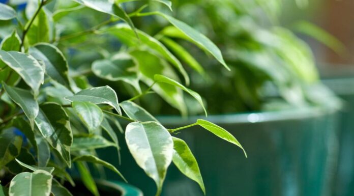 Ova klasična biljka je proglašena za broj 1 u 2026.: Pročišćava vazduh, smanjenje stres i ima je u svim bojama i oblicima – ako je već nemate, nabavite je odmah Ova klasična biljka je proglašena za broj 1 u 2026.: Pročišćava vazduh, smanjenje stres i ima je u svim bojama i oblicima - ako je već nemate, nabavite je odmah