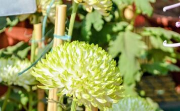 Ovo je najlepši zimski cvet koji po feng šuiju svaki dom treba da ima: Prava je čarobnica među biljkama Ovo je najlepši zimski cvet koji po feng šuiju svaki dom treba da ima: Prava je čarobnica među biljkama