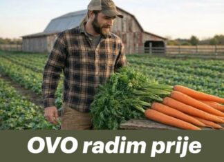 OVO radim prije sjetve i mrkve izrastu divovske. OVO radim prije sjetve i mrkve izrastu divovske.