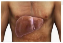 PAZITE NA JETRU! Ovih 8 simptoma mogu ukazivati na problem – reagujte na vrijeme PAZITE NA JETRU! Ovih 8 simptoma mogu ukazivati na problem – reagujte na vrijeme