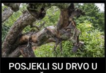 POSJEKLI SU DRVO U DVORIŠTU: Kada su pogledali šta je izašlo iz njega bili su u šoku! Jezivo! POSJEKLI SU DRVO U DVORIŠTU: Kada su pogledali šta je izašlo iz njega bili su u šoku! Jezivo!