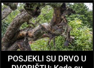 POSJEKLI SU DRVO U DVORIŠTU: Kada su pogledali šta je izašlo iz njega bili su u šoku! Jezivo! POSJEKLI SU DRVO U DVORIŠTU: Kada su pogledali šta je izašlo iz njega bili su u šoku! Jezivo!
