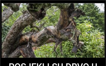 POSJEKLI SU DRVO U DVORIŠTU: Kada su pogledali šta je izašlo iz njega bili su u šoku! Jezivo! POSJEKLI SU DRVO U DVORIŠTU: Kada su pogledali šta je izašlo iz njega bili su u šoku! Jezivo!