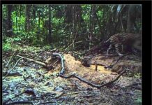 Postavio je skrivenu kameru duboko u šumi Amazona. Kada je pogledao snimak, imao je šta i da vidi… Postavio je skrivenu kameru duboko u šumi Amazona. Kada je pogledao snimak, imao je šta i da vidi…